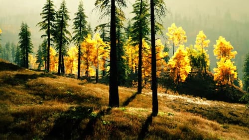 Autumn Forest Landscape with Vibrant Foliage and Tall Pine Trees