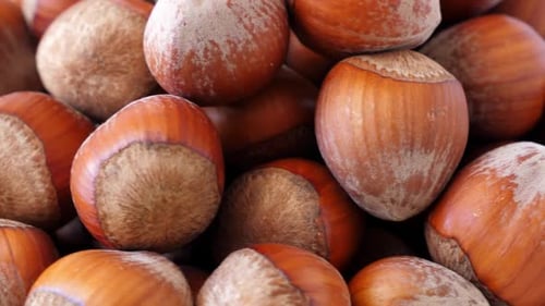 Hazelnut Background Top View Rotate