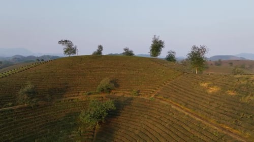 Sweeping Drone Shot of Vietnam Tea Terraces and Winding Road