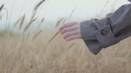 Close Up of Hand of Young Woman Touching Wild Grass Gently Brushing Against the Golden Ears of Wild
