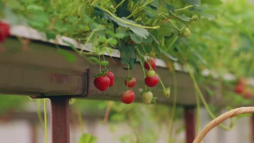 Collecting Fresh Strawberries at Strawberry Farm