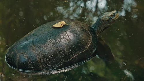 CloseUp View of Small Turtle with Poked Head Out Looking Around