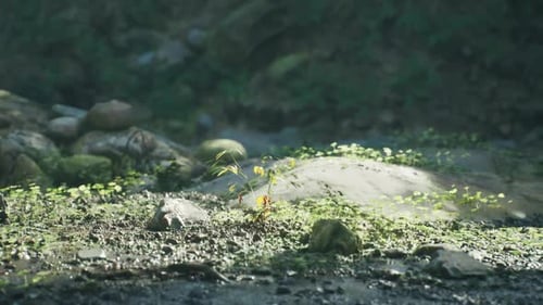 Les petites plantes prospèrent sur une surface rocheuse dans l'environnement luxuriant de Madagascar