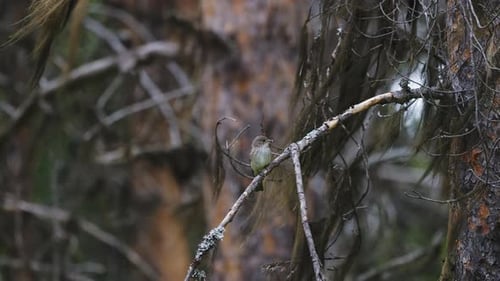 small Lesser whitethroat perched on a branch and then fly away