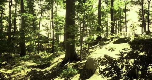 Light Filters Through a Lush Forest During a Tranquil Afternoon Walk