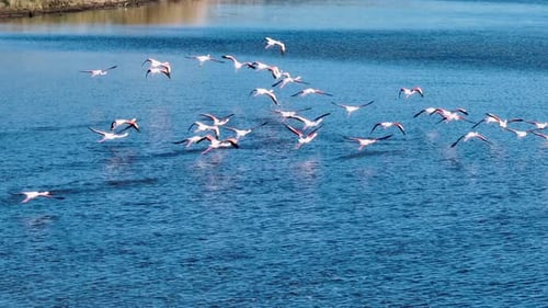 Cinematic drone shot of pink flamingos flying fast low over the blue water of a wetland lagoon in Co