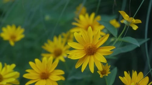 A close-up of the vibrant yellow False Sunflower (Heliopsis), showcasing its bright and cheerful blo