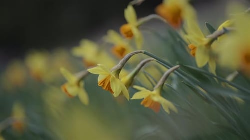 Close-up view of beautiful yellow daffodil flowers in slow motion.