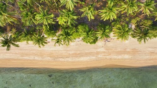 Beach sea palm island tropical ocean sand tree sky water paradise travel nature vacation summer.