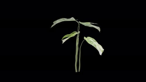 Monstera Variegata-Pflanze, die sich im Sommerwind bewegt, realistische Animation