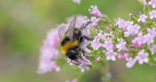 Bees Collect Pollen from Pink Flowers