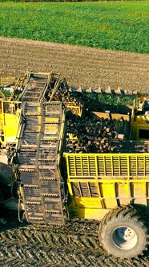 Agriculture in the fieldTop View Harvesting Sugar Beets in the Field In Order for Sugar Beets to Be