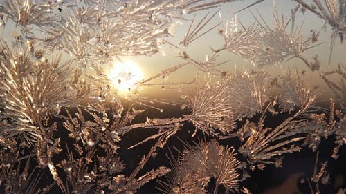 Intricate Ice Crystals Forming on Window in Winter