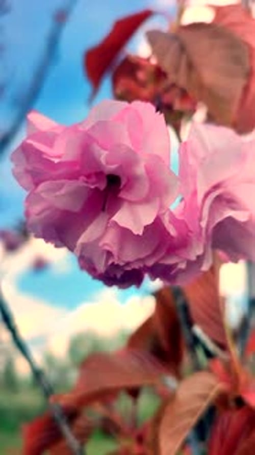 Pink Flowers Sakura Tree Close Up Many Petals Sakura Cherry Swaying Vertical