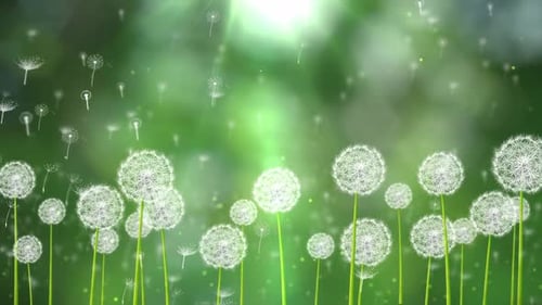 4K Fresh Dandelion Background