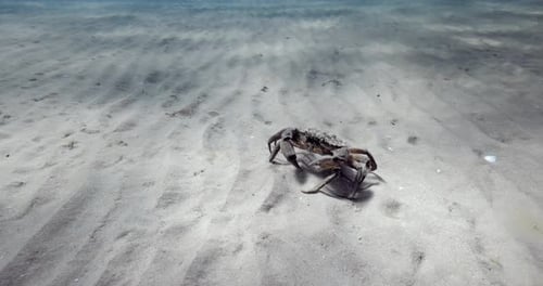 Crab on Sand Sea Bottom Underwater in Ocean