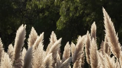 Pampas Grass in Field of Nature
