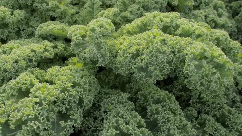 Superaliment vert biologique Kale Field Fresh