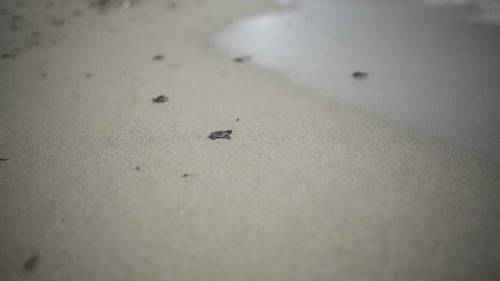 Baby turtles crawl white sand beach move toward sea nocturnal wildlife night village adventure in ha
