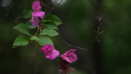 A close-up photo of a bougainvillea flower