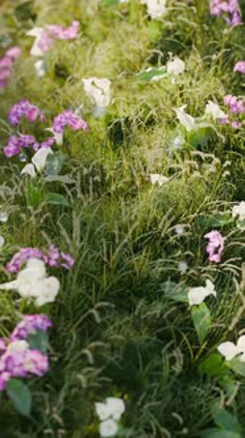 Wavy Grass 3d Loop Animation