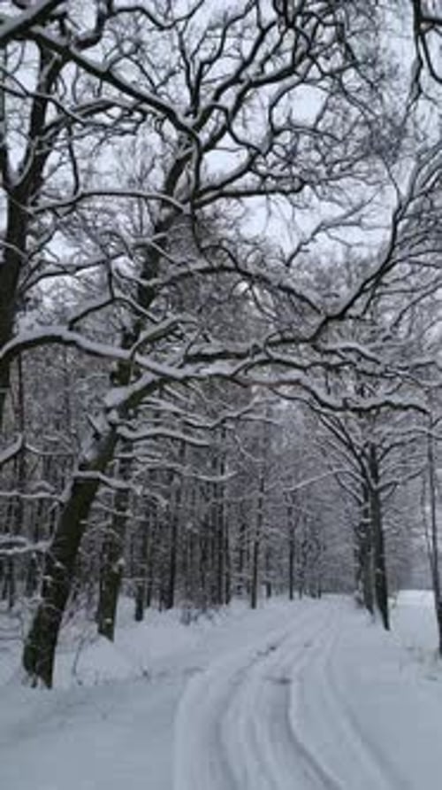 Smooth Flight in a Cold Snowy Winter Forest