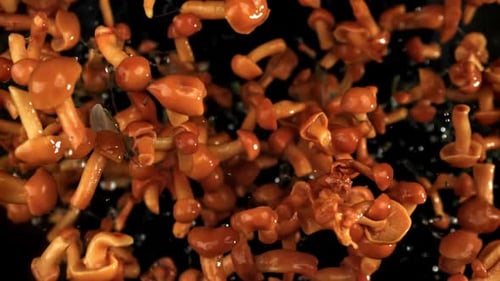 Fresh Honey Fungus Mushrooms Floating in the Air