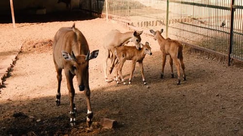 Clip de deux bébés nilgai (mollets) se battant ou s'amusant dans le parc zoologique d'Indore, en Inde