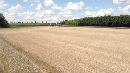 Blue tractor working on the geen wheat field in spring fertilizing the crop