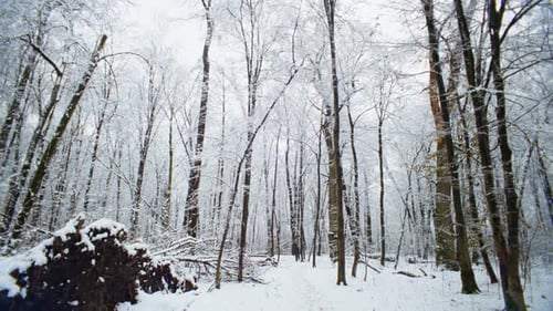 Ein verschneiter Wald im Schein der Neujahrsfeiertage