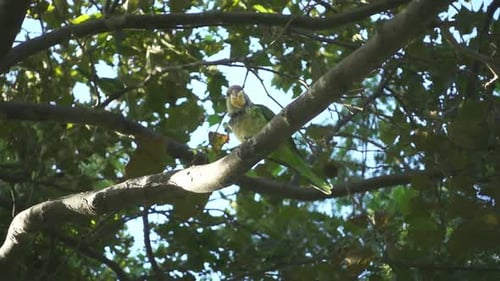 Wild Parrots Sitting on Tree Branches. of Parrots Eating Something