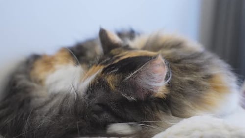 Long-Haired Cat Sleeping Peacefully Curled Up
