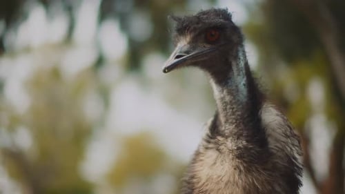 Close-up of Emu Bird in a Natural Setting