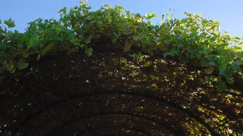 Green Fresh Leaves Grape Agains Blue Sky with Sunlight Beams Move Camera