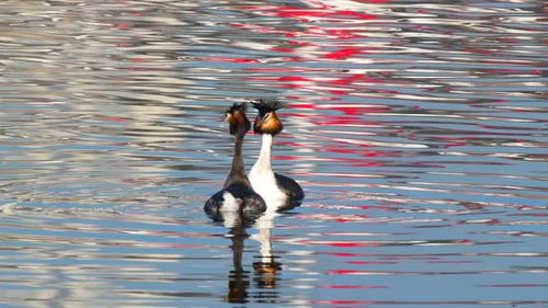 Great Crested Grebe