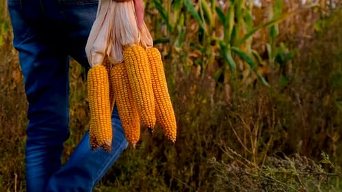 A Man Farmer Harvests Corn in a Field Selective Focus
