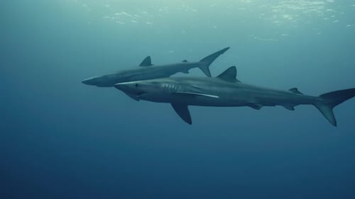 Two Large Blue Sharks swimming through the Atlantic Ocean in Slow Motion