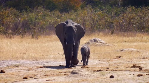 Afrikanische Elefantenmutter und Kalb gehen in freier Wildbahn spazieren, Afrika