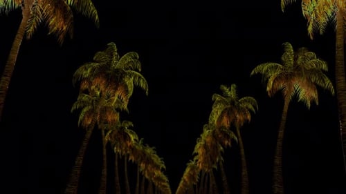 Palm Tree Road