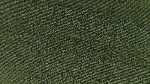 Aerial view of green corn field with rows of young plants thriving in sunlight