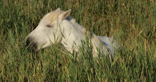 Weißes Camargue-Pferd im Schilf, Camargue, Frankreich