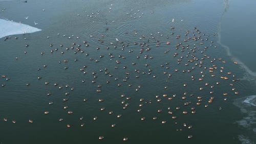 Aerial view of birds on a frozen lake