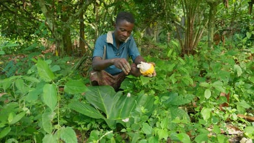 black African young farmer open a Cocoa (Theobroma cacao L.) spread the white fresh healthy pulp on
