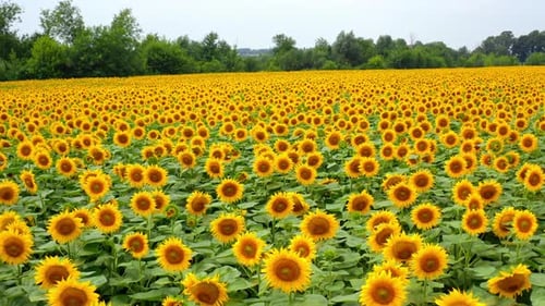 Sunflowers landscape. Flight over beautiful agricultural plants yellow sunflowers on field.
