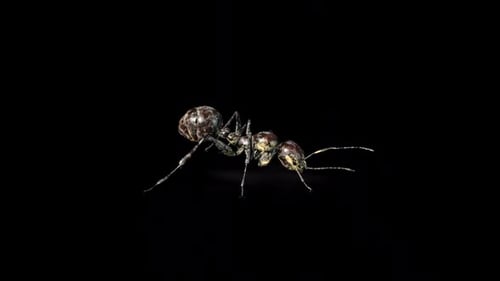 Zombie Ant Run 2