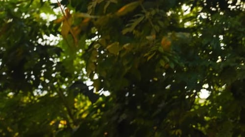Close-up Shot Of Various Tropical Plants And A Pathway