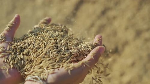 4K shot of wheat pouring slow motion from palm. outdoor.