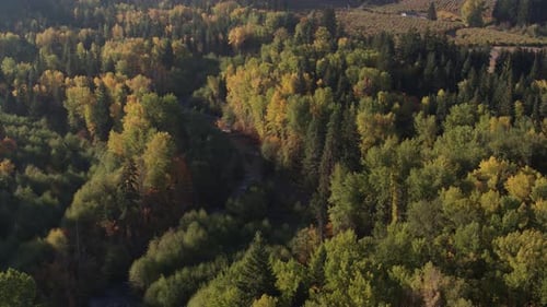Aerial reveal over a small winding creek with conifer and deciduous tree along its sides with Autumn