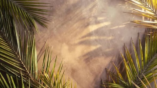 Sunny Palm Background