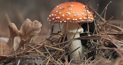 Red Fly Agaric in the Forest Closeup